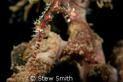 juv. OGPF 60mm macro, woody diopter, full frame by Stew Smith 
